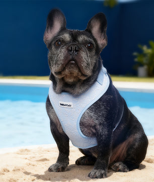 Morning Glory Dog Harness