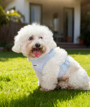 Morning Glory Dog Harness