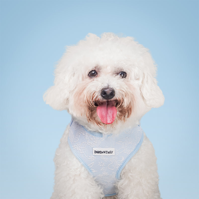 Morning Glory Dog Harness