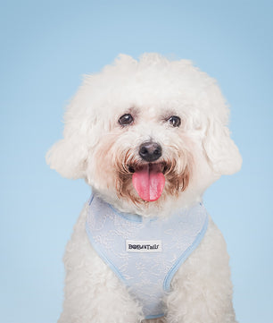 Morning Glory Dog Harness