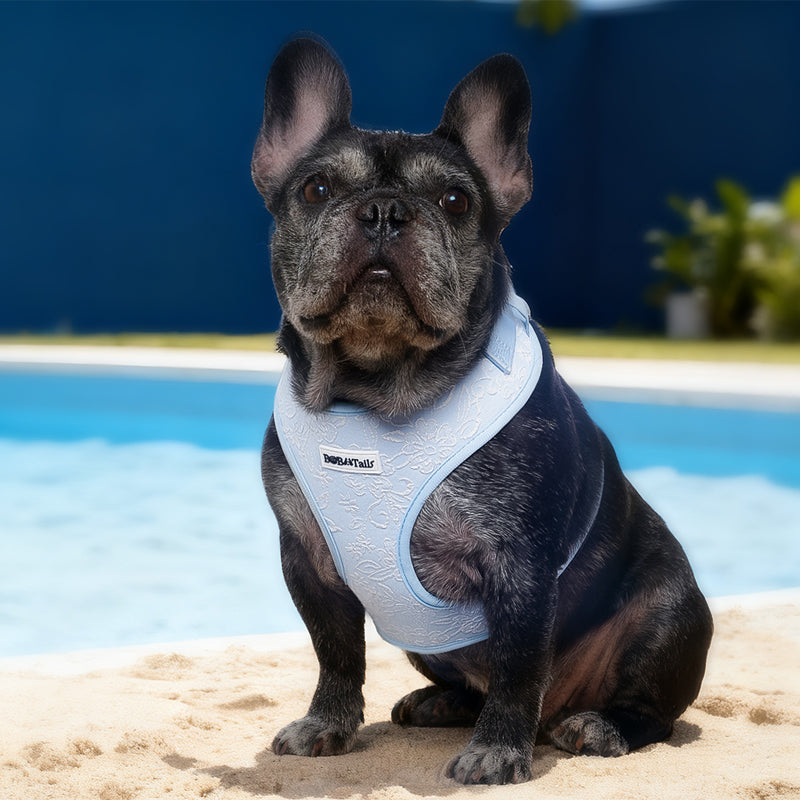 Morning Glory French bulldog  designed as part of a matching dog and owner accessory system for everyday walksHarness 