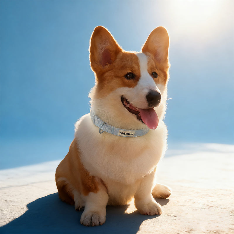 Morning Glory beautiful dog collars designed to complement the harness and accessories within the set