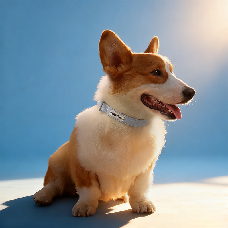 Morning Glory best collars for dogs designed to complement the harness and accessories within the set