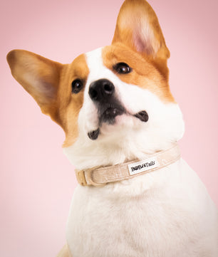 Morning Glory biscuit best dog training collars designed to complement the harness and accessories within the set