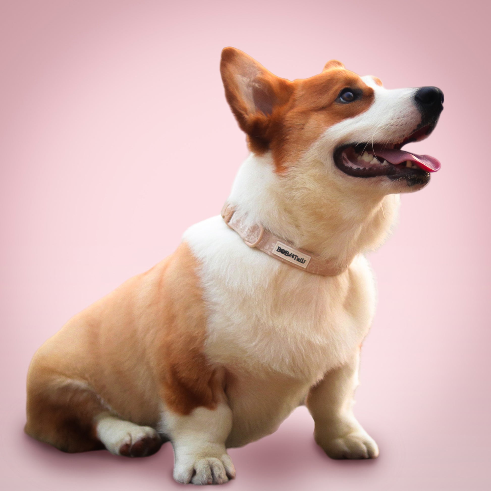 Morning Glory biscuit custom collars for dogs designed to complement the harness and accessories within the set