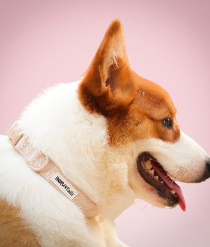 Morning Glory biscuit dog collars and harnesses designed to complement the harness and accessories within the set