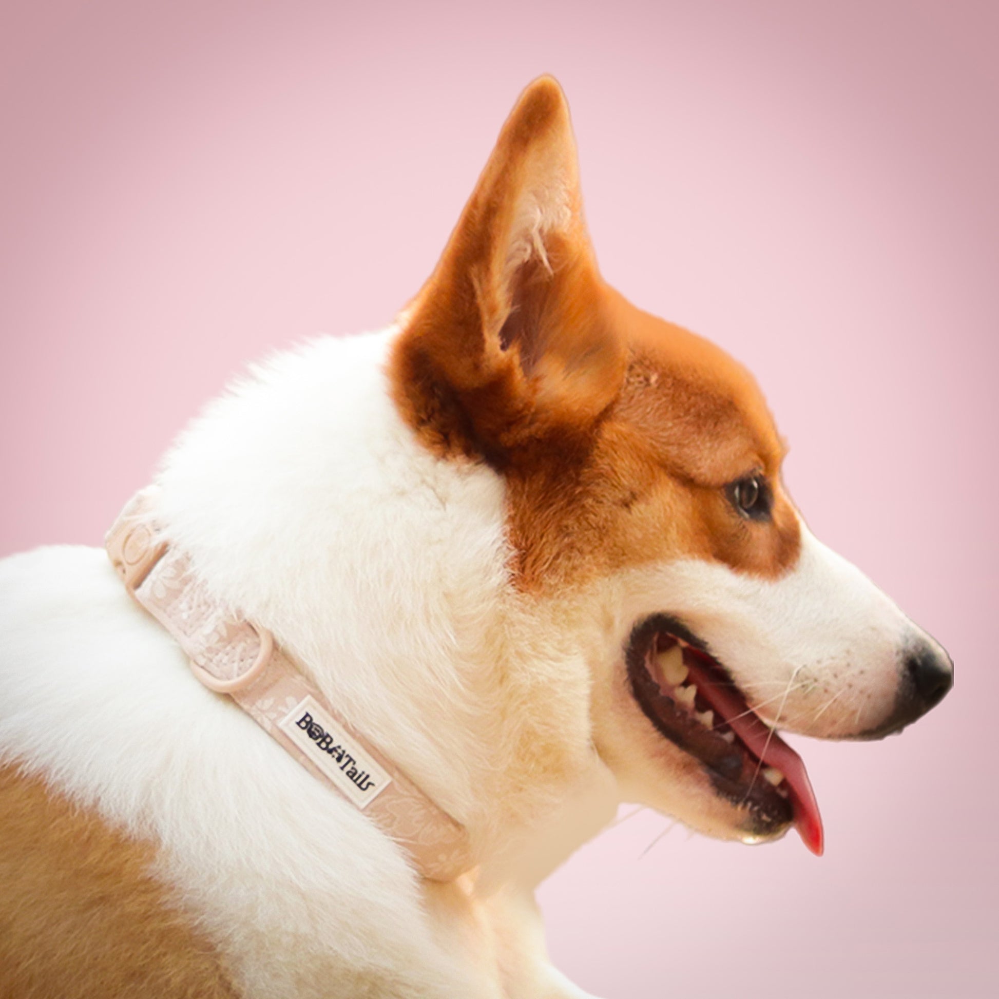 Morning Glory biscuit dog collars and harnesses designed to complement the harness and accessories within the set