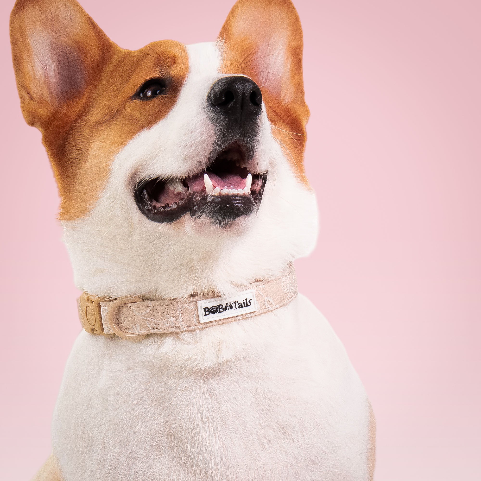 Morning Glory biscuit training dog collars designed to complement the harness and accessories within the set