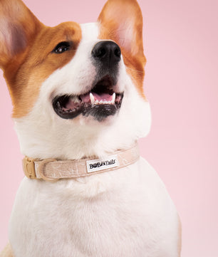 Morning Glory biscuit training dog collars designed to complement the harness and accessories within the set