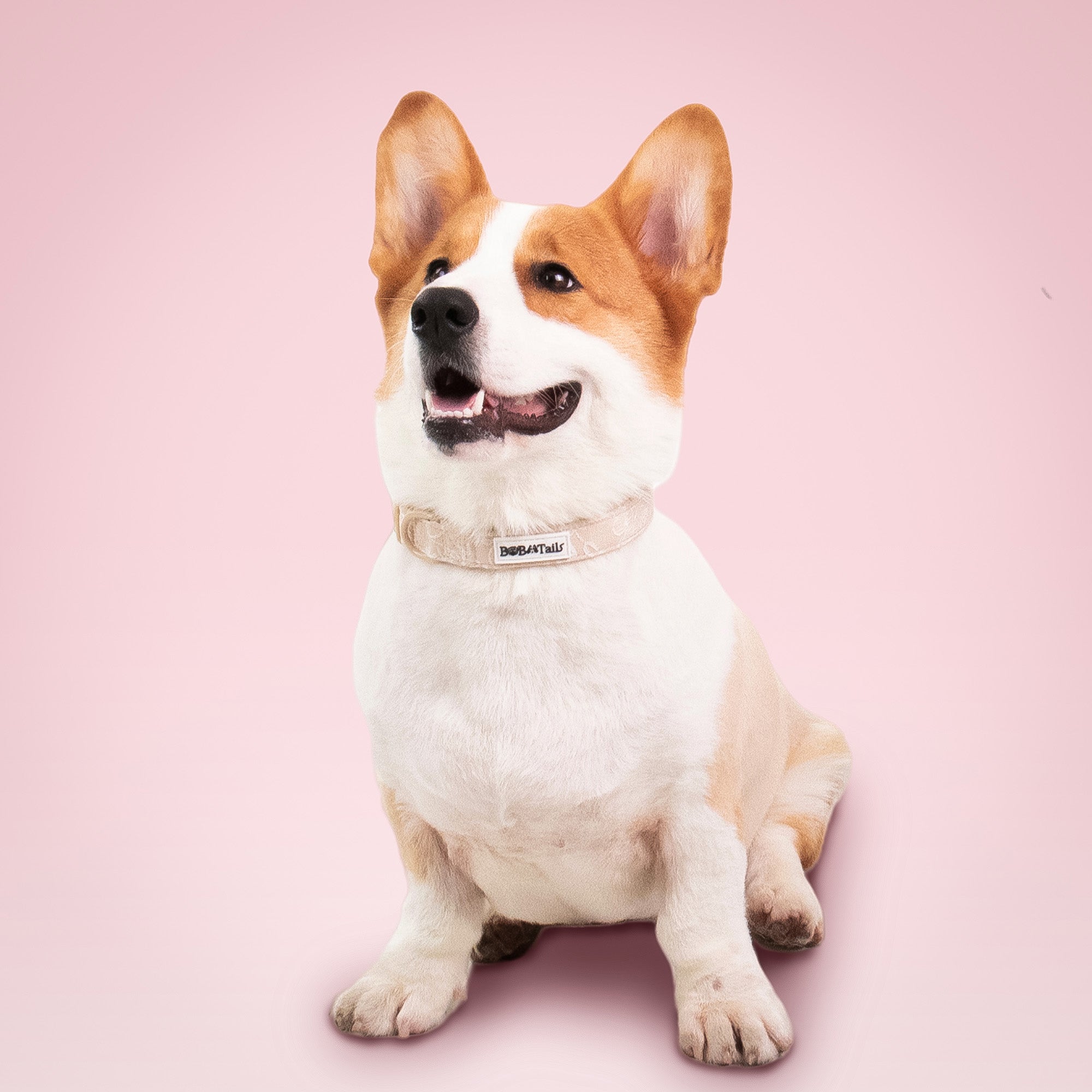 Morning Glory biscuit types of dog collars designed to complement the harness and accessories within the set