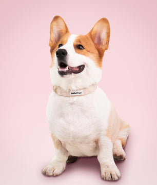 Morning Glory biscuit types of dog collars designed to complement the harness and accessories within the set