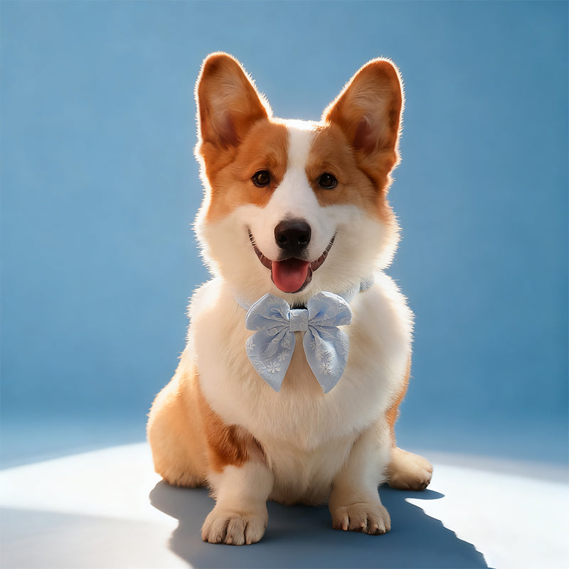 Morning Glory blue bow tie dog designed to complement the harness and accessories within the set