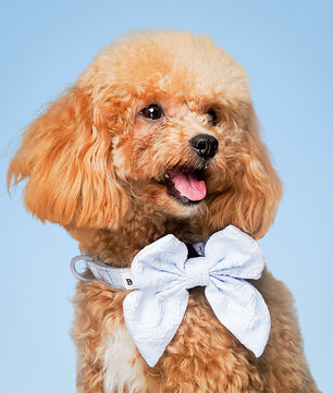 Morning Glory blue dog bow tie for wedding designed to complement the harness and accessories within the set