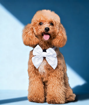 Morning Glory dog bow tie wedding  designed to complement the harness and accessories within the set