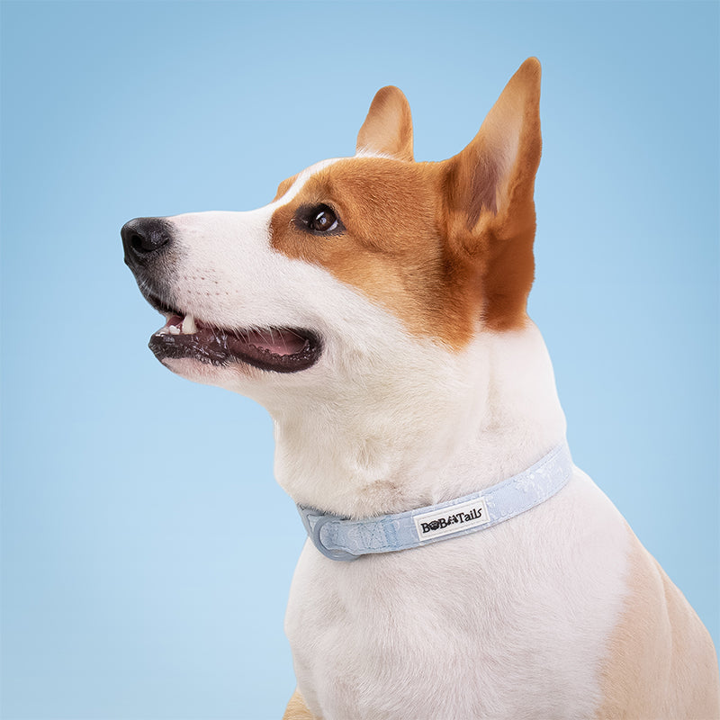Morning Glory dog collars and harnesses designed to coordinate with dog harness and accessories as part of a matching system