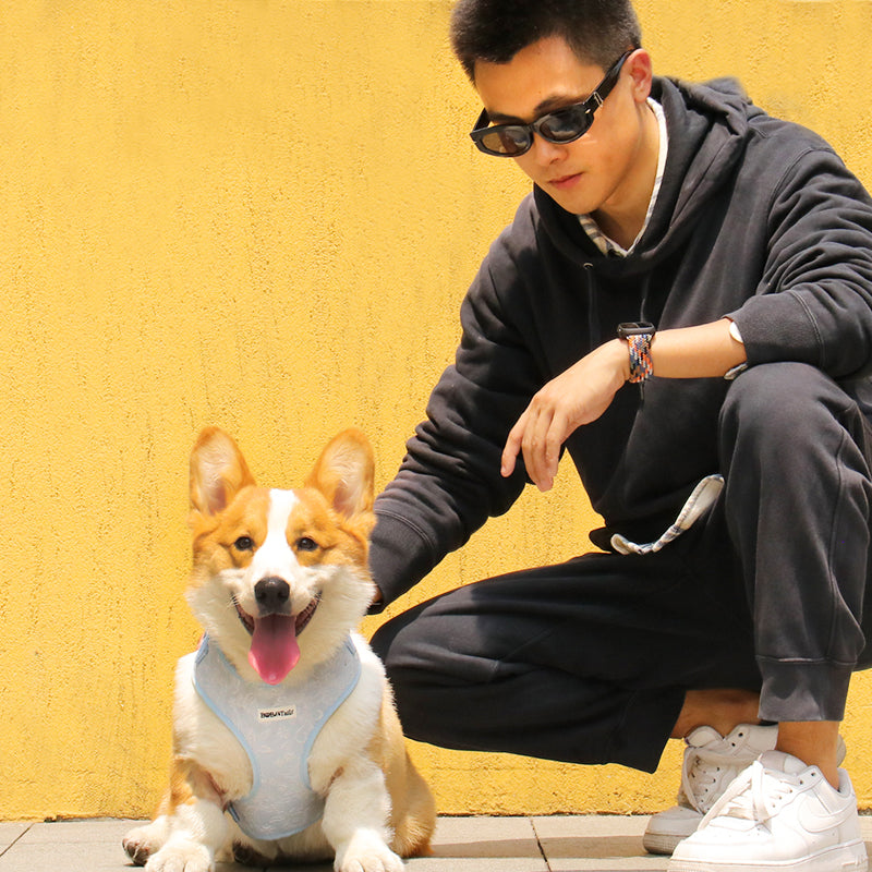 Morning Glory dog comfort harness designed as part of a matching dog and owner accessory system for everyday walks