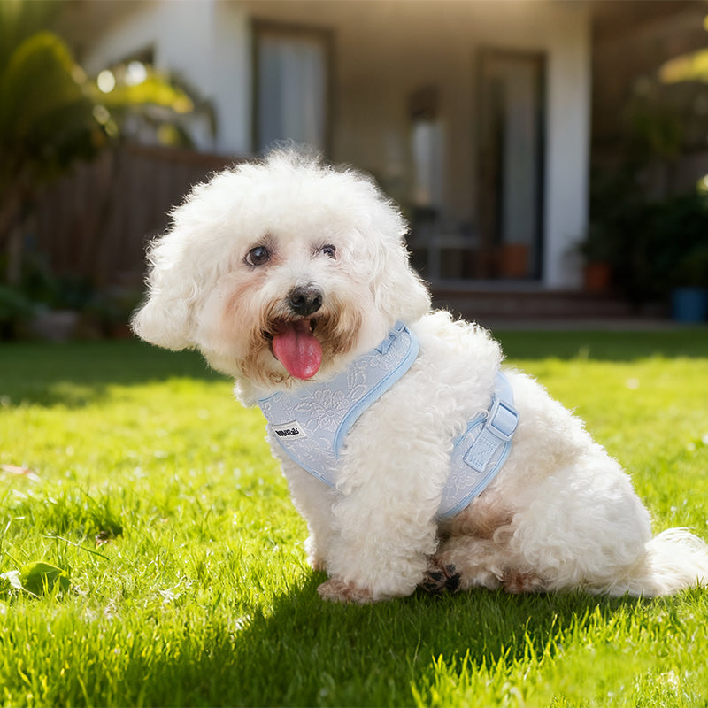 Morning Glory gentle leader dog harness design as part of a complete dog and owner matching accessory set