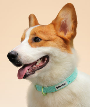 Collier de chien de broderie en soie