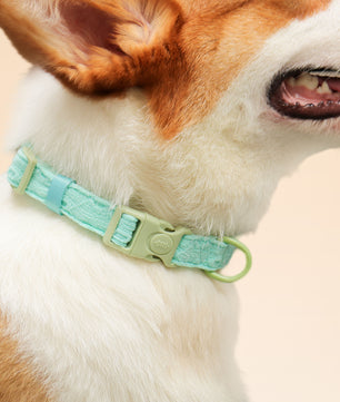 Collier de chien de broderie en soie