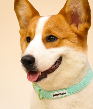 Collier de chien de broderie en soie