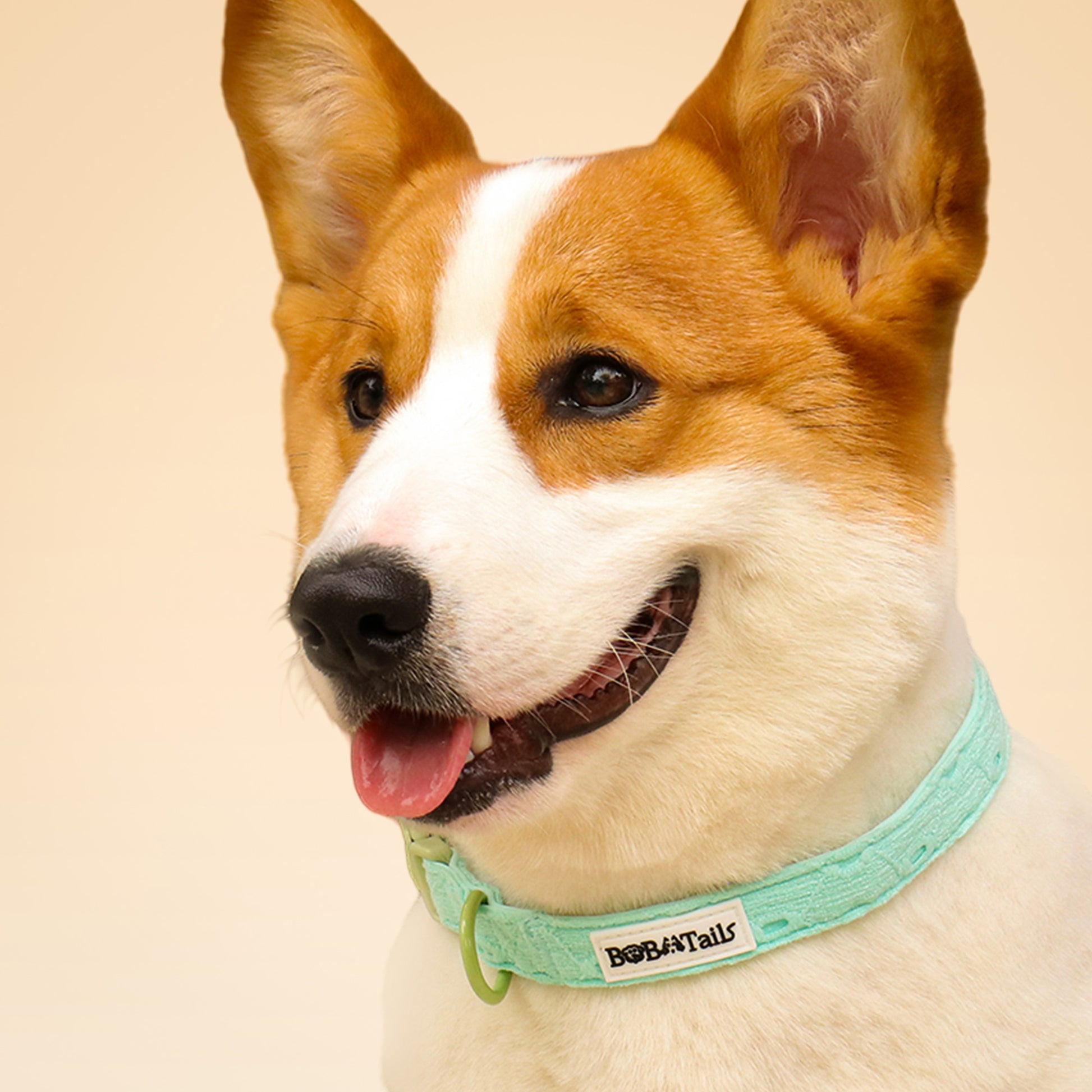 Collier de chien de broderie en soie