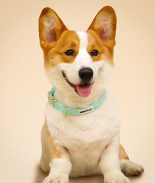 Collier de chien de broderie en soie