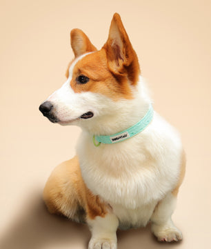 Collier de chien de broderie en soie