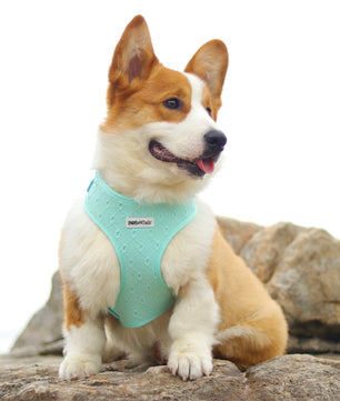 Silk Embroidery No Choke Dog Harness