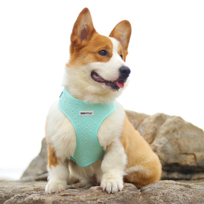 Silk Embroidery No Choke Dog Harness