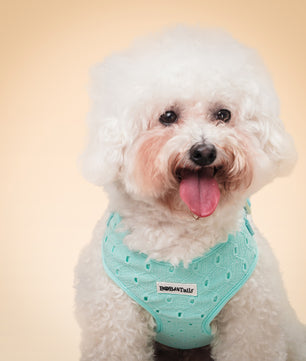 Silk Embroidery No Choke Dog Harness