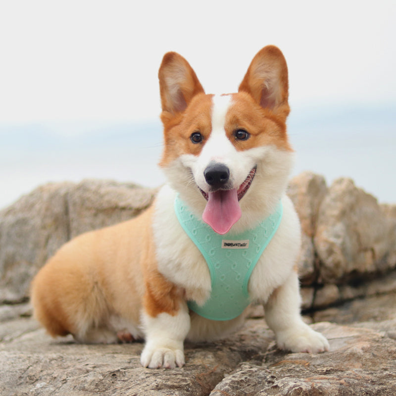 Hundegeschirr mit Seidenstickerei, kein Würgen