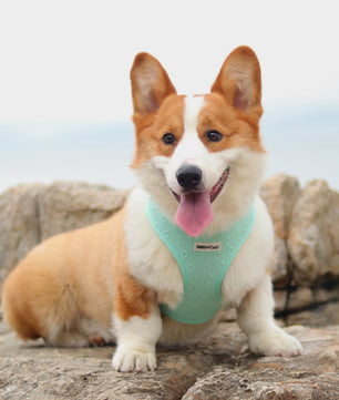Silk Embroidery No Choke Dog Harness
