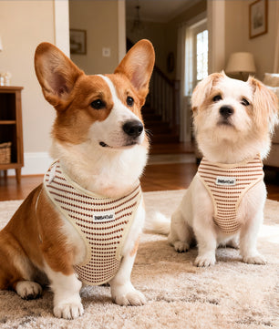 Small Grain X Small Dog Harness