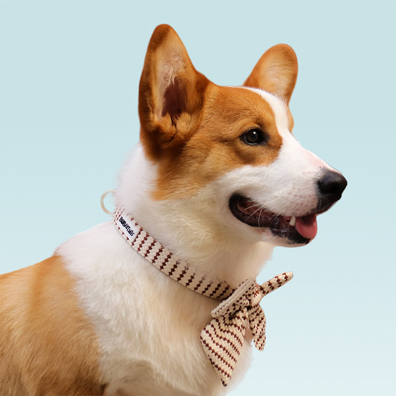 Small Grain Dog Bow Tie