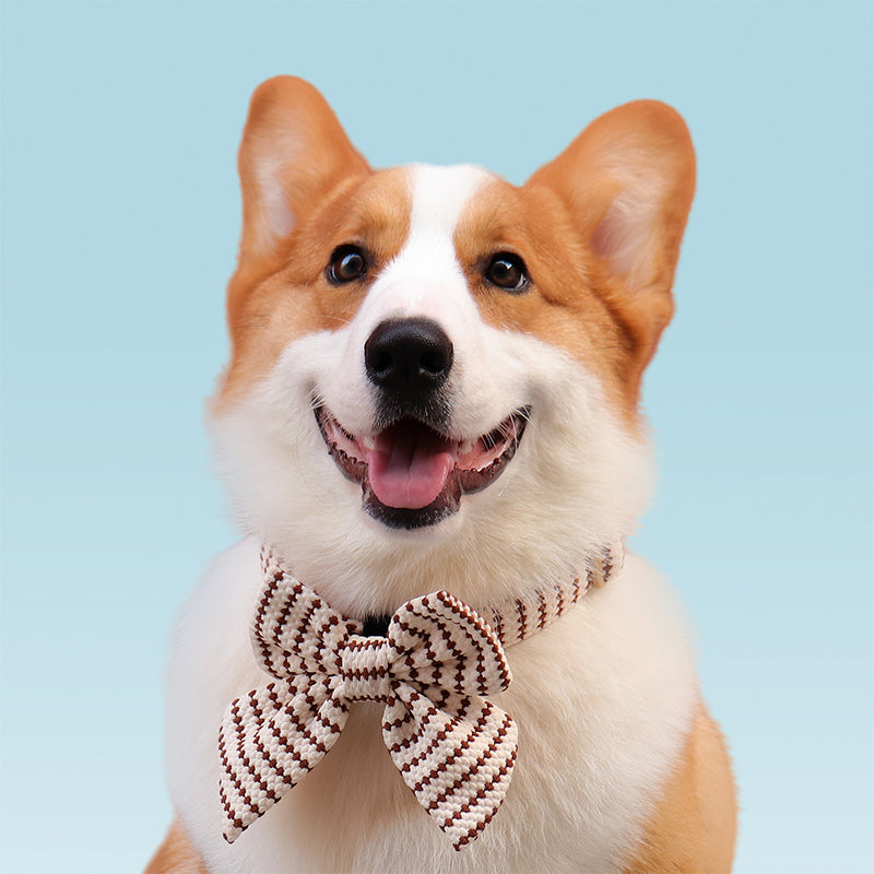 Small Grain Dog Bow Tie