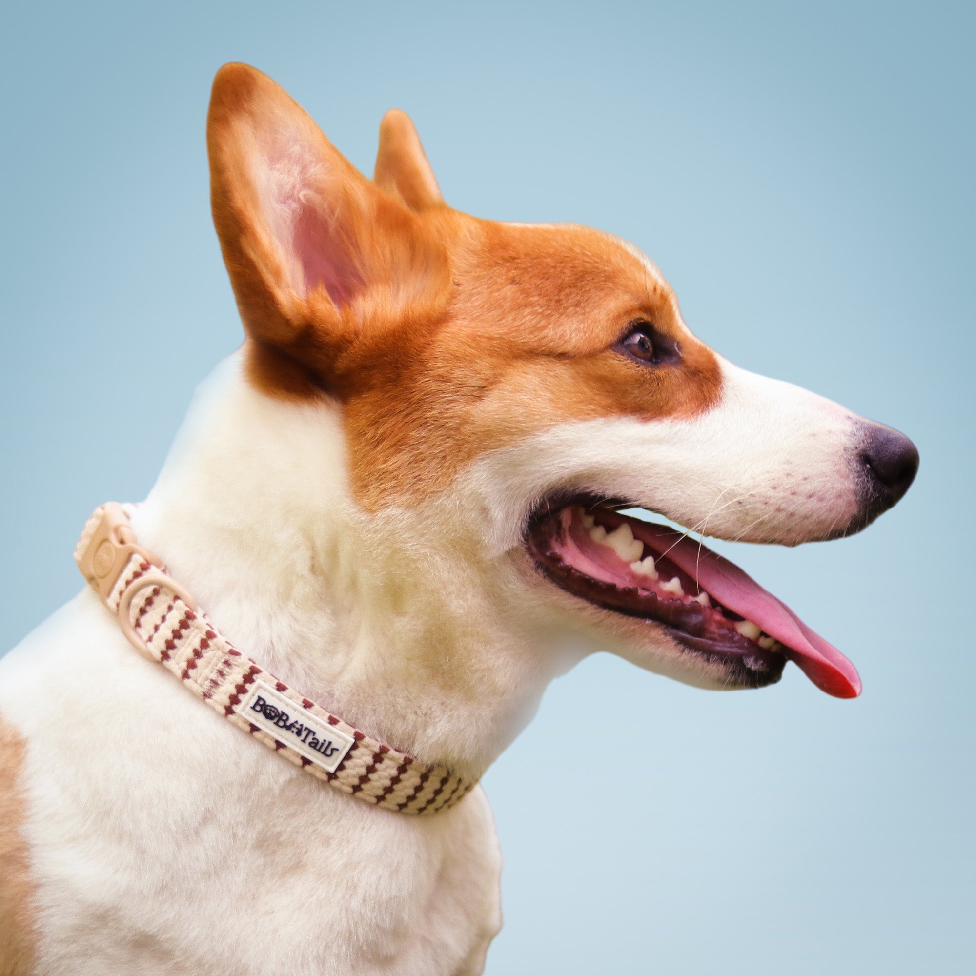 ปลอกคอสุนัขขนาดเล็ก