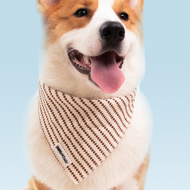 Dog wearing a patterned bandana with a light blue background