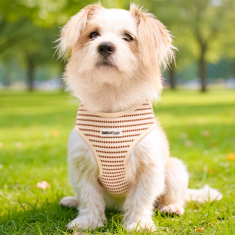 Small Grain X Kleines Hundegeschirr