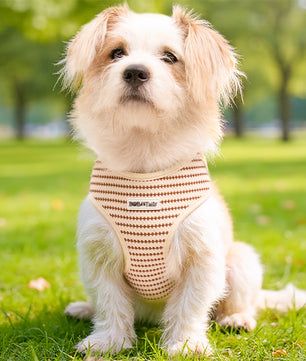 Small Grain X Small Dog Harness