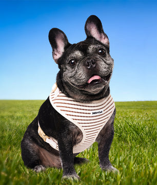 Small Grain X Small Dog Harness