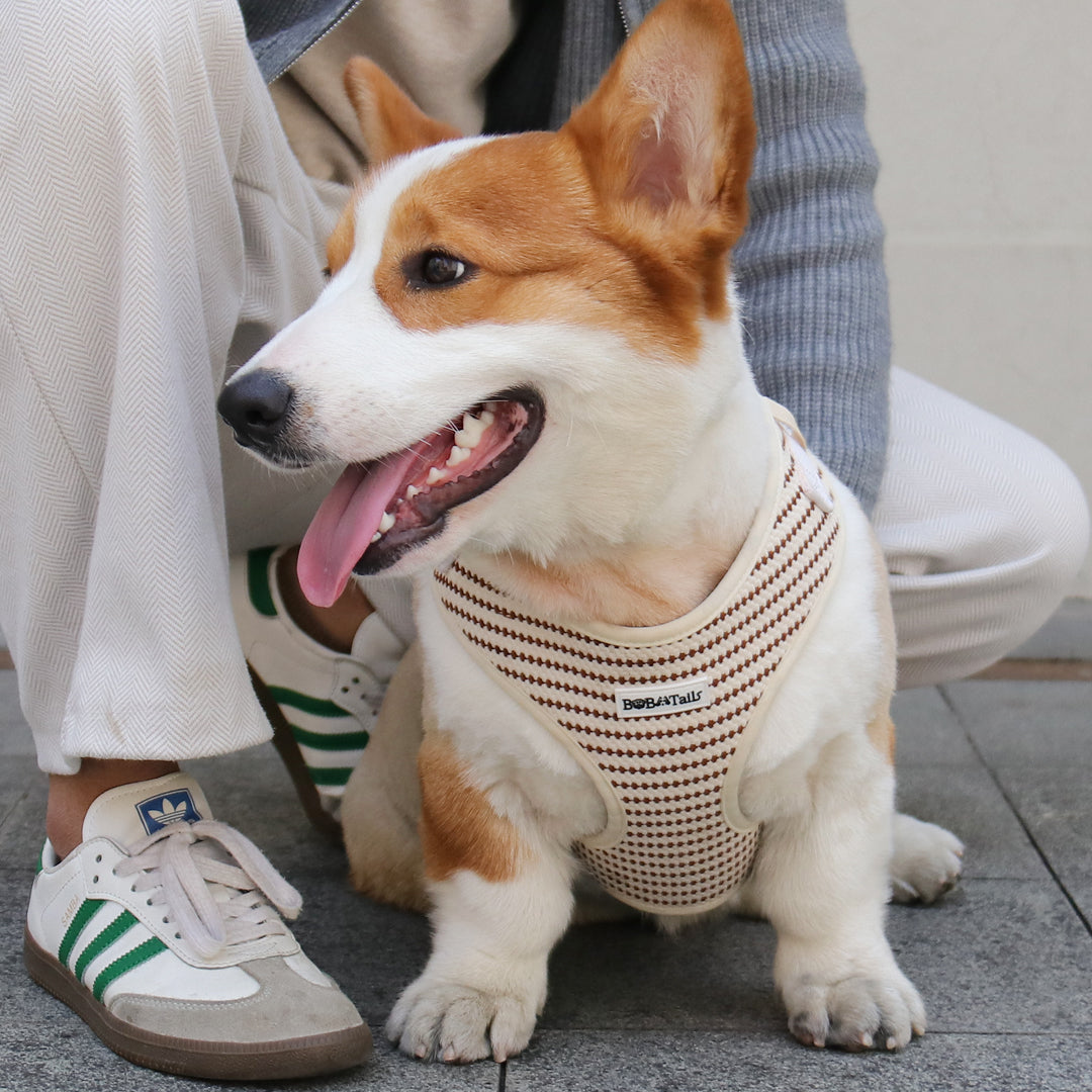 Dog wearing a patterned harness sitting next to a person on a sidewalk.