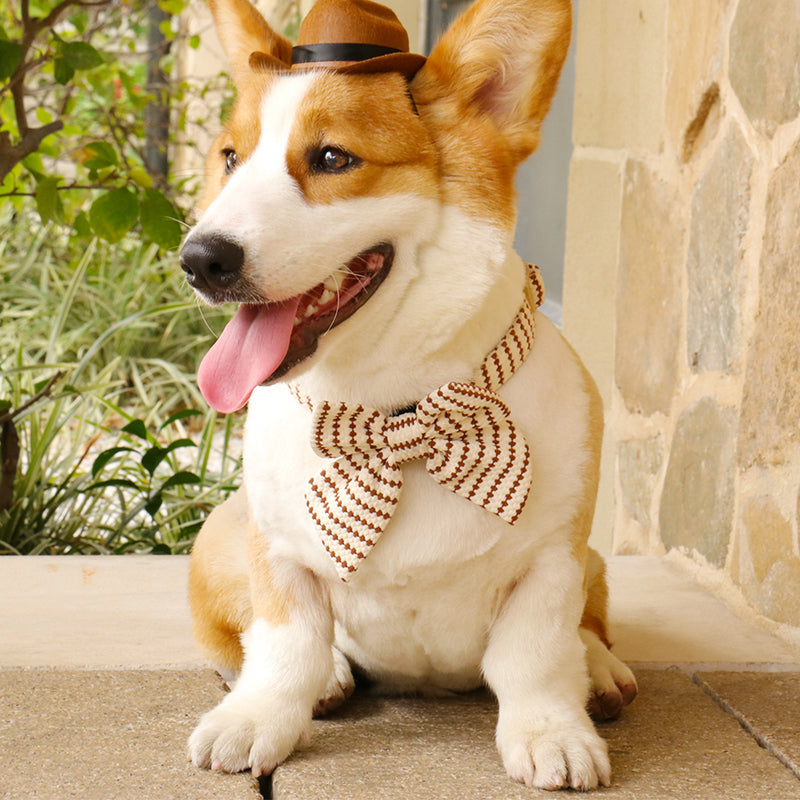 Small Grain bow tie for dogs to all breed dog