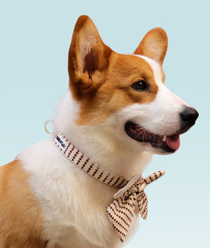 Dog wearing a Bobotails small grain bow tie collar on a light blue background