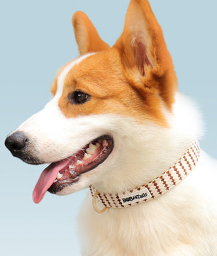 small graincool dog collars for small and medium size dog