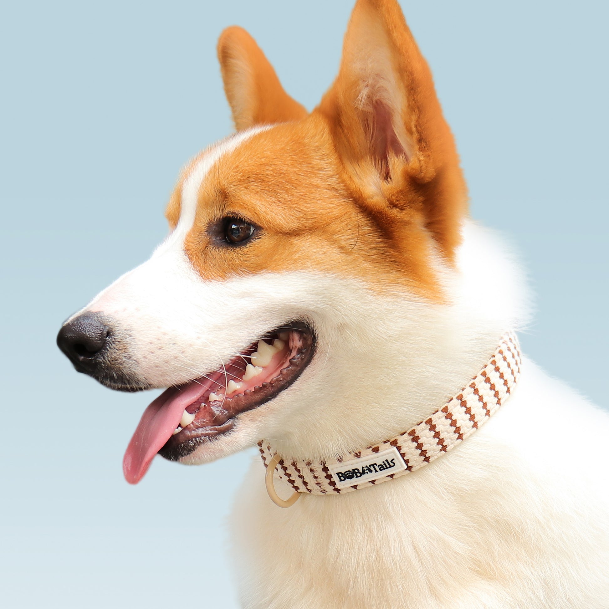 small graincool dog collars for small and medium size dog