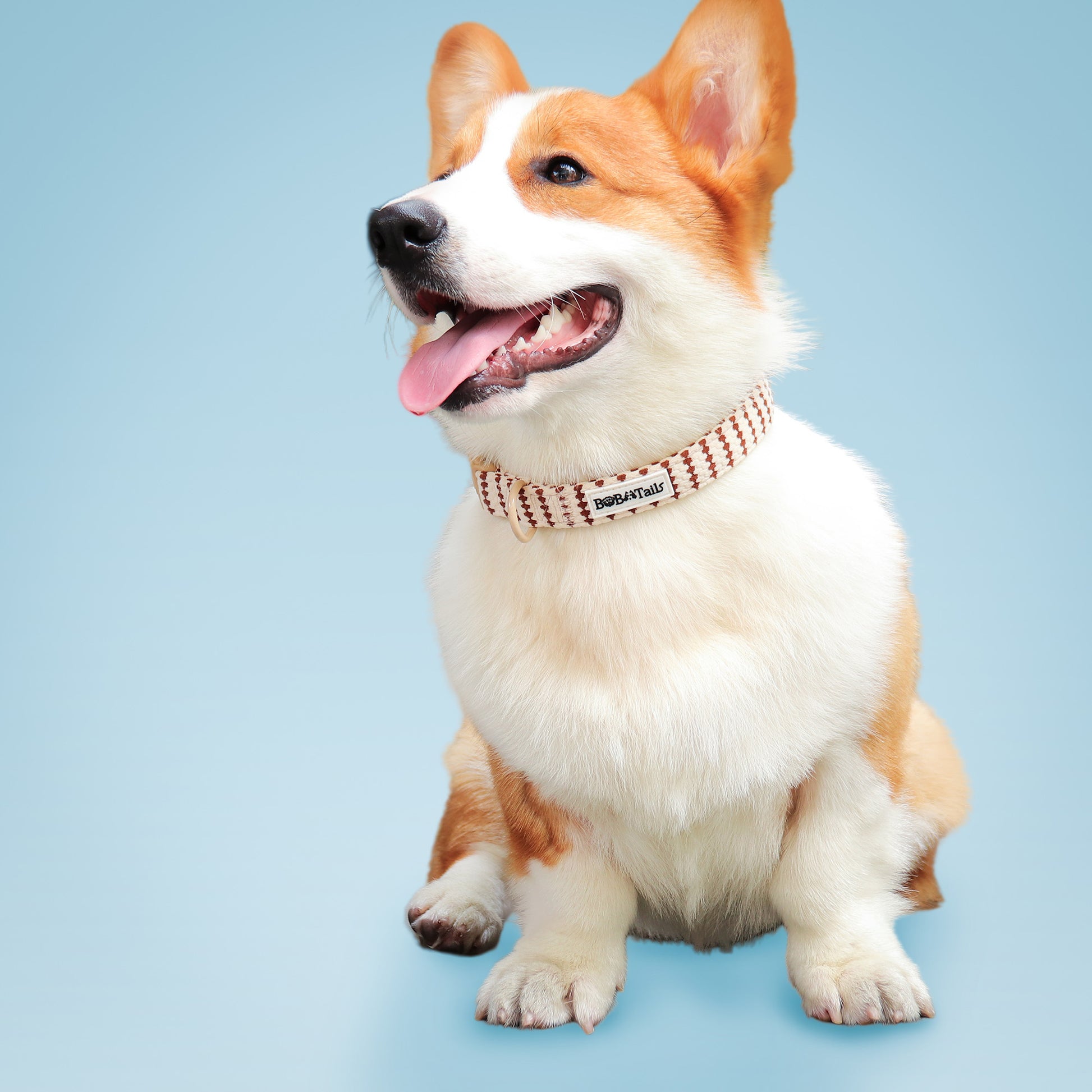 A medium size Corgi wearing cute dog collars on a light blue background