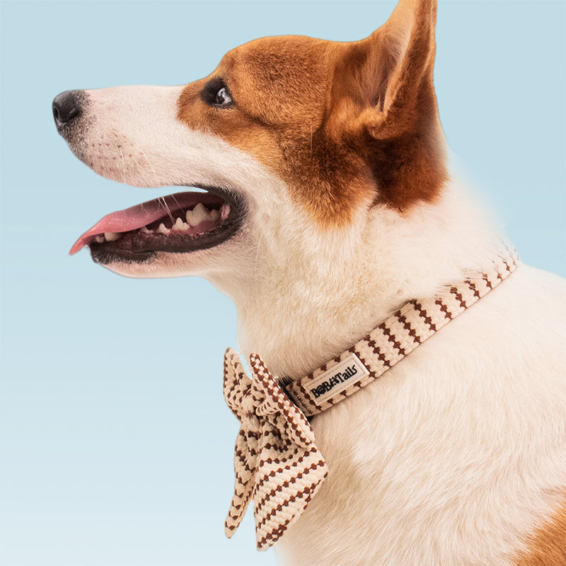 A medium size corgi Dog wearing a Bobotails bow ties and collar against a light blue background