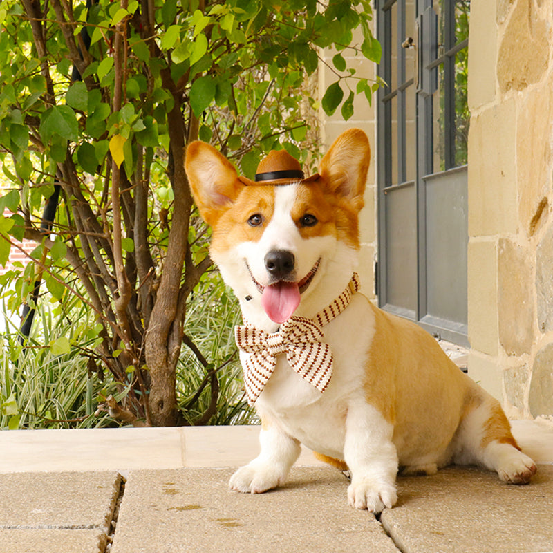 small grain dog bows for large dogs