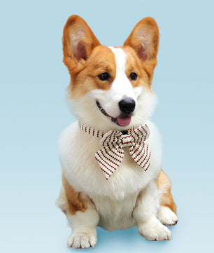 Corgi wearing Bobotails small grain dog bowtie collar 