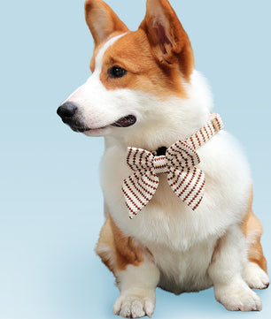 Corgi wearing a Bobotails small grain dog collar with bow tie on a light blue background